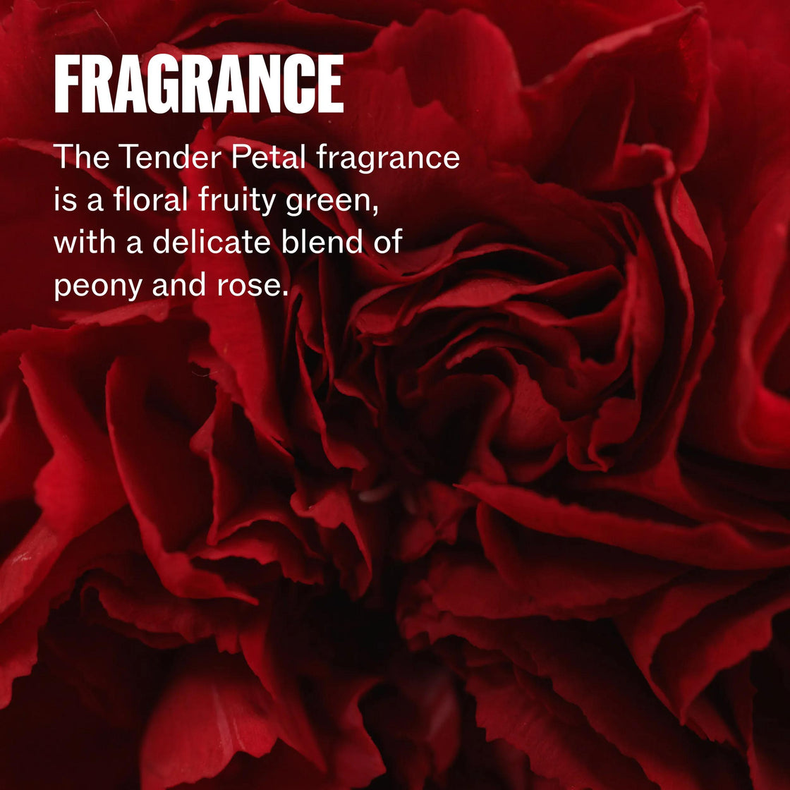 Ultimate Repair Shampoo